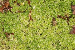Sphagnum cristatum