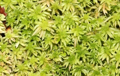 Sphagnum cristatum