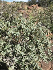 Euclea crispa ovata