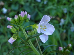 Cardamine pratensis