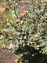 Euclea crispa ovata