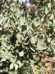 Euclea crispa ovata