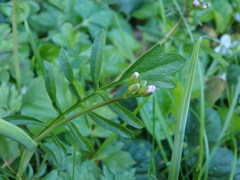 Cardamine pratensis