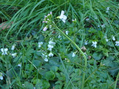 Cardamine pratensis
