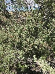 Diospyros austro-africana