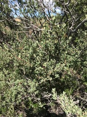 Diospyros austro-africana