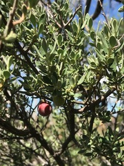 Diospyros austro-africana