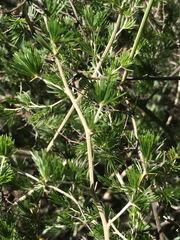 Asparagus laricinus