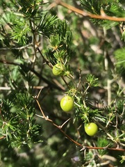 Asparagus laricinus