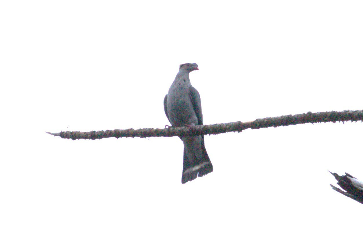 Topknot Pigeon illustration