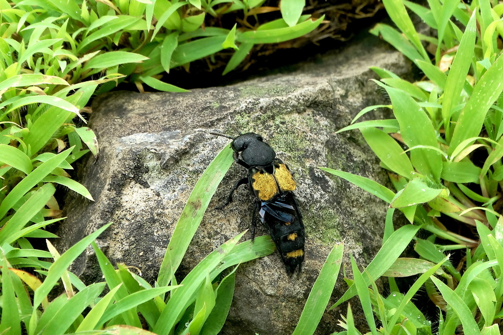 Chitocompsus goryi