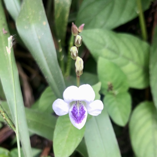 Asystasia intrusa