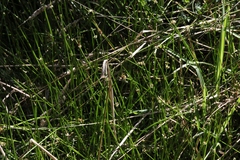 Isolepis prolifera