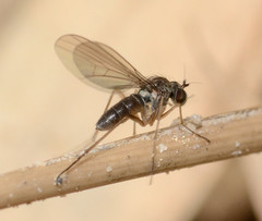 Diptera