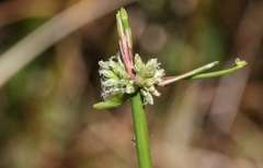Isolepis prolifera