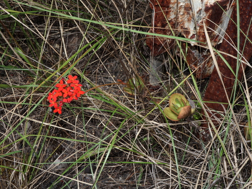 Image of Kalanchoe blossfeldiana by (c) Thomas Mesaglio, some rights reserved (CC BY)