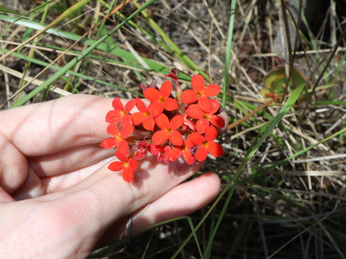 Kalanchoe blossfeldiana