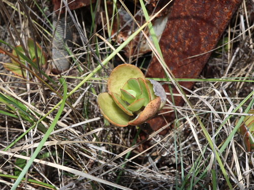 Image of Kalanchoe blossfeldiana by (c) Thomas Mesaglio, some rights reserved (CC BY)