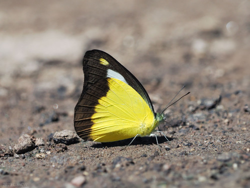 Appias nephele