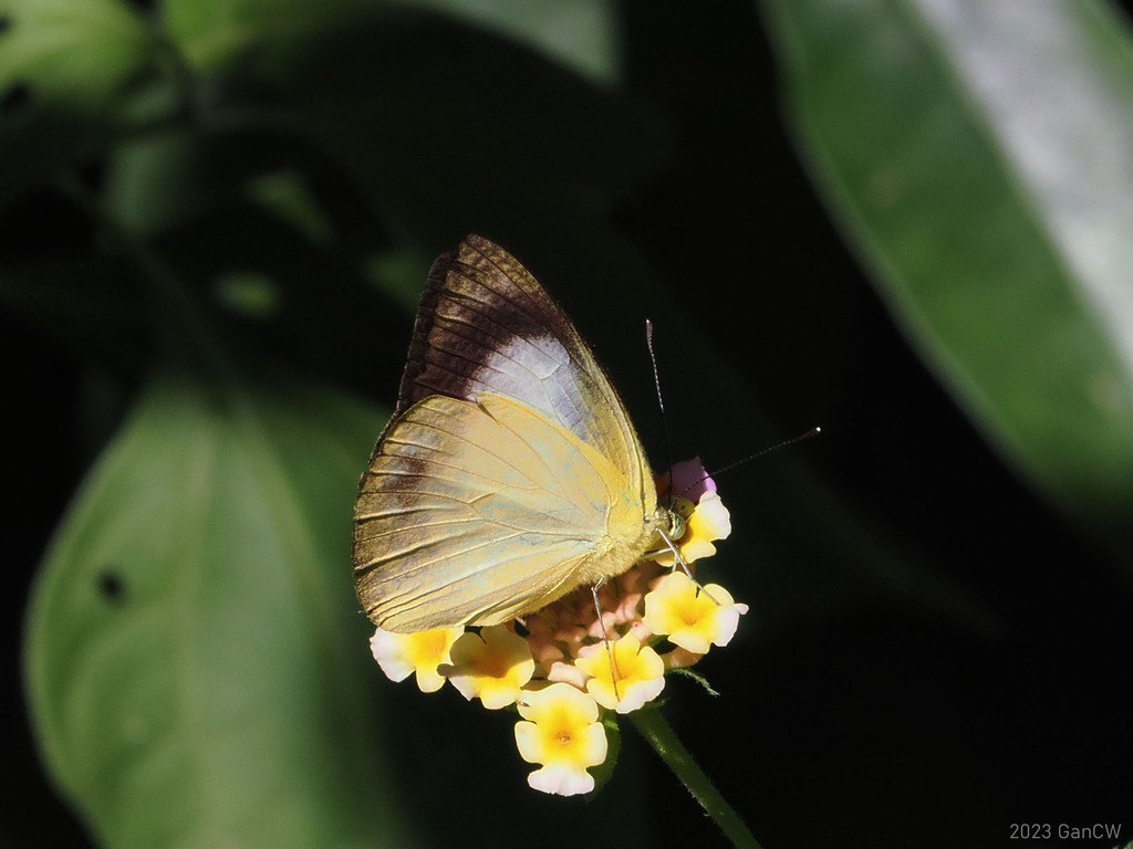 Appias phoebe
