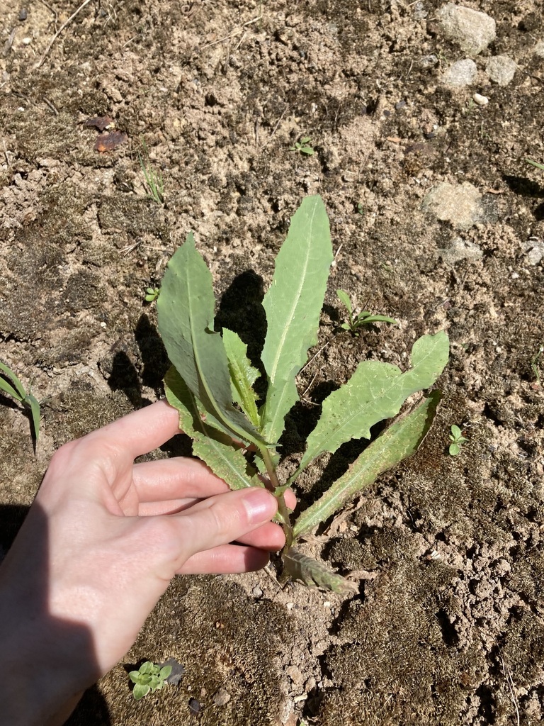 prickly lettuce from Sydney NSW, Australia on November 18, 2023 at 0220 PM by Thomas Mesaglio
