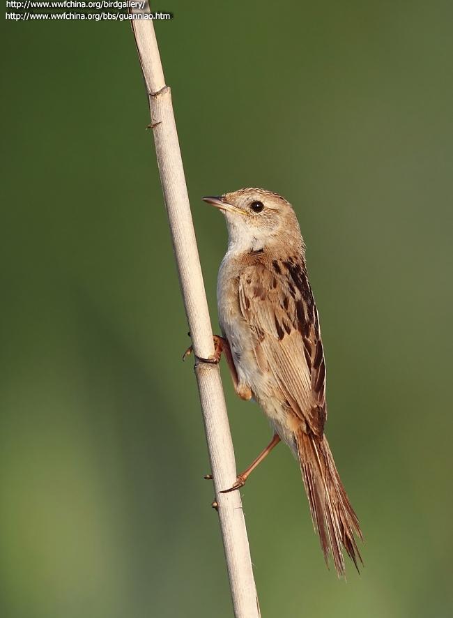 Marsh Grassbird (Helopsaltes pryeri)