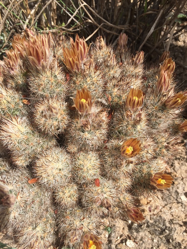 Junior Tom Thumb Cactus