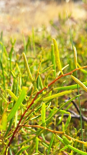 Image of Acacia ligulata by no rights reserved