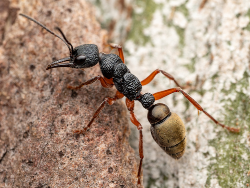 褐足牛蚁Myrmecia fulvipes