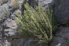Mortonia utahensis