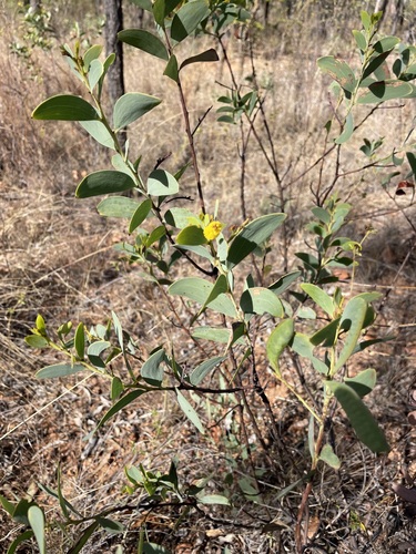 Acacia lazaridis observed 2023-08-08