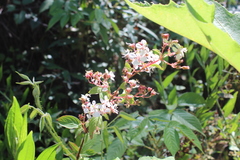 Heterocentron subtriplinervium