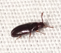 Pharaxonotha kirschii