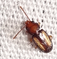 Laemophloeus terminalis