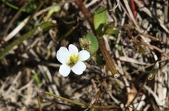 Gratiola sexdentata