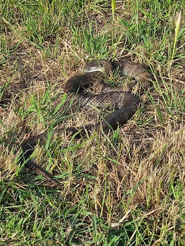 Tiger Snake sighting