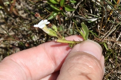 Gratiola sexdentata