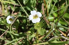 Gratiola sexdentata