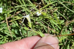 Gratiola sexdentata