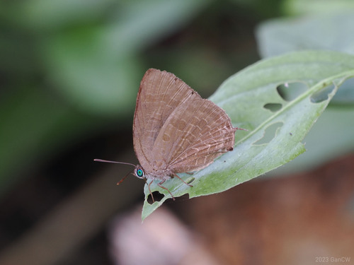 Sumatran Oakblue