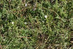 Gratiola sexdentata