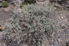 Buddleja utahensis