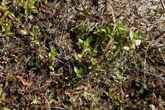 Gratiola sexdentata