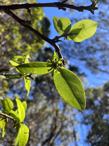 Wikstroemia furcata observed 2023-11-17