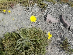 Launaea mucronata