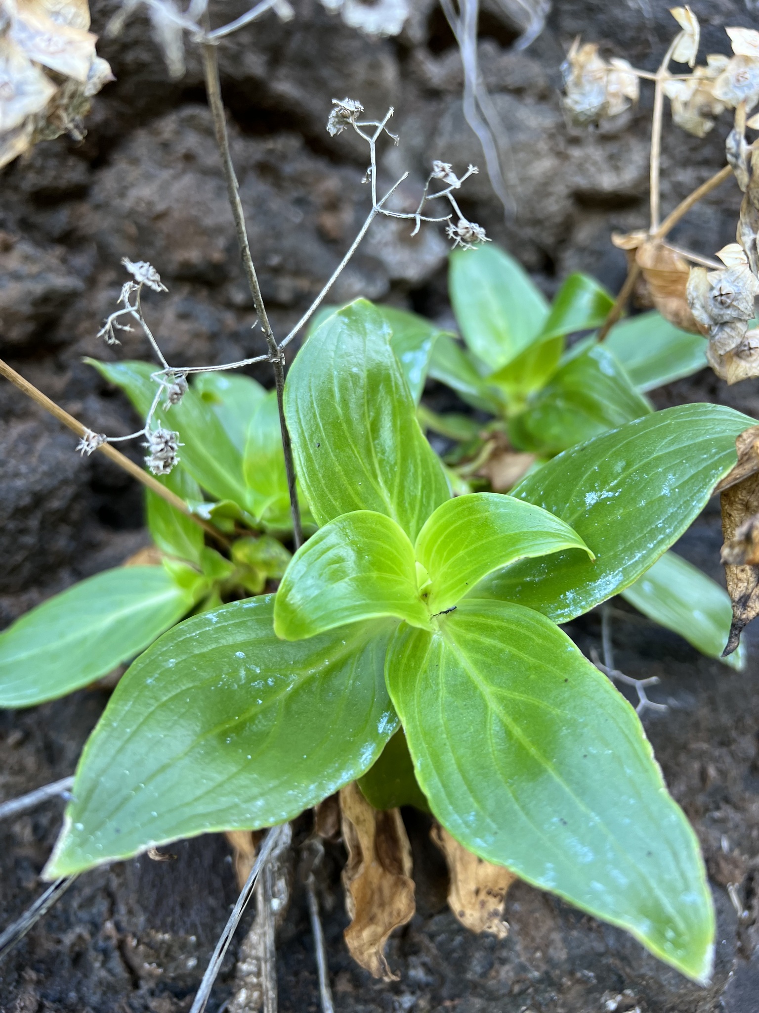 Kadua spec (Kadua spec)