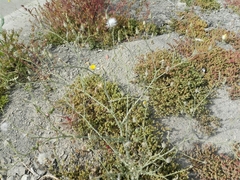 Launaea mucronata