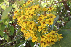 Rumfordia floribunda
