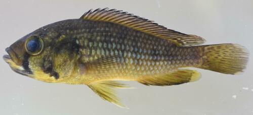Alluaud's haplo (Astatoreochromis alluaudi) — Cichlidae — 2