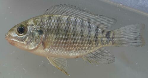 Oreochromis leucostictus